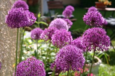 Allium-Bl�te