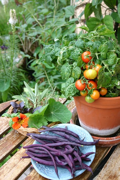 Topfgarten: Erntezeit fr Gemse und Kruter vom Balkon