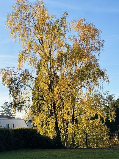 Birke im Herbst am Morgen