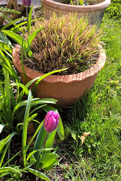 frisch frisiertes Lampenputzergras