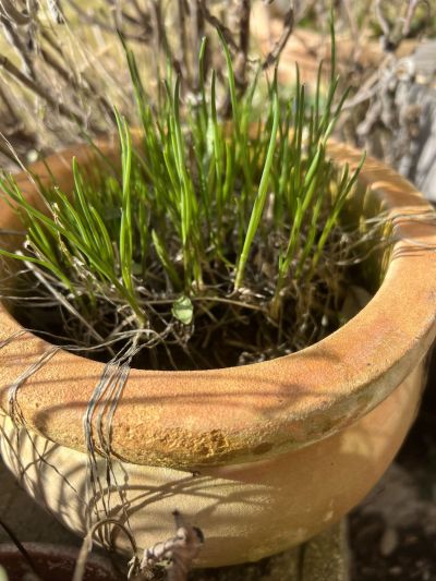 Schnittlauch treibt aus.