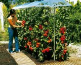 Tomatendach - Informationen und Rezensionen bei unserem Werbepartner Amazon Tomatendach - Informationen und Rezensionen bei unserem Werbepartner Amazon